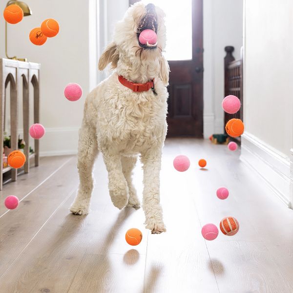 Puppy playing with balls | Leon Country Floors & More