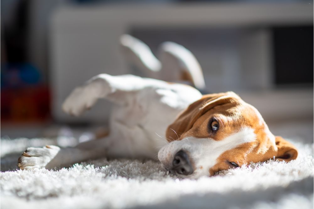 Pet friendly carpet | Leon Country Floors & More